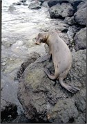 GalapagosScenery_51