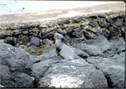 GalapagosScenery_53