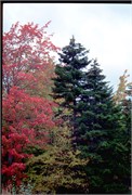 Maine1998_14
