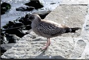 Maine1998_50