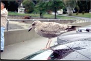 Maine1998_57