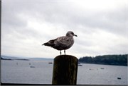 Maine1998_58