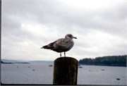 Maine1998_59
