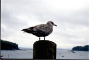 Maine1998_60