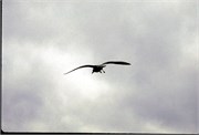 Maine1998_62