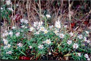 Maine1998_73