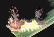 StrangeBugs_1