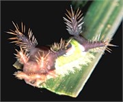 StrangeBugs_2