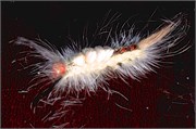 StrangeBugs_4