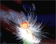 StrangeBugs_5