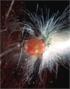 StrangeBugs_6