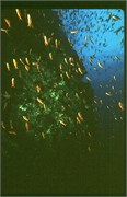 Galapagos4_1