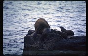 Galapagos4_10