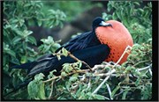 Galapagos4_11
