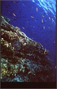 Galapagos4_2
