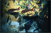 Galapagos4_3