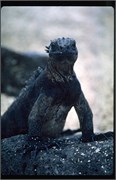 Galapagos4_7