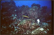 Galapagos4_9