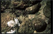invertebrates2