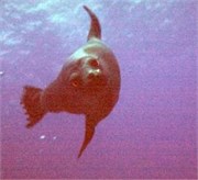 sealion1