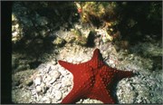 seastars4