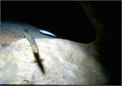 VortexSprings5_104