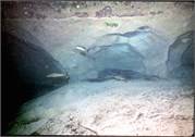 VortexSprings5_41
