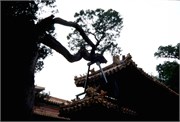 ChinaRoofs_65