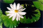 23_SuePix