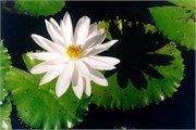 29_SuePix