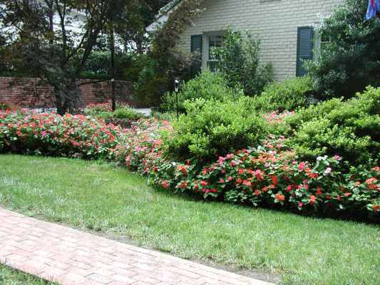 Impatiens.