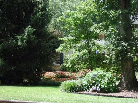 Impatiens