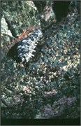 invertebrates1
