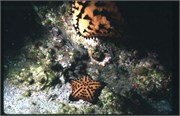 seastars1