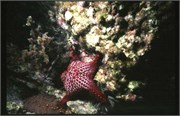 seastars2