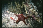seastars3