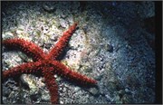 seastars5