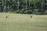 Yellowstone_2008_19