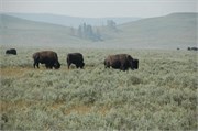 Yellowstone_2008_23