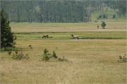 Yellowstone_2008_3