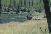 Yellowstone_2008_33