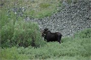 Yellowstone_2008_34