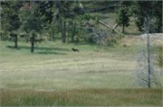 Yellowstone_2008_7