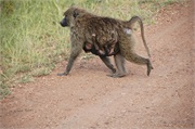 SafariAnimals12