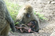 SafariAnimals15