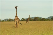 SafariAnimals20