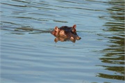 SafariAnimals26