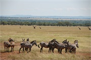 SafariAnimals29