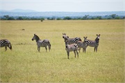 SafariAnimals3