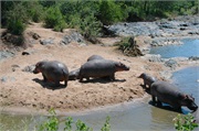 SafariAnimals31
